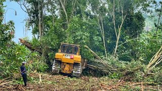 Процесс формирования плантовых угодий в тропических лесах с использованием бульдозеров D6R