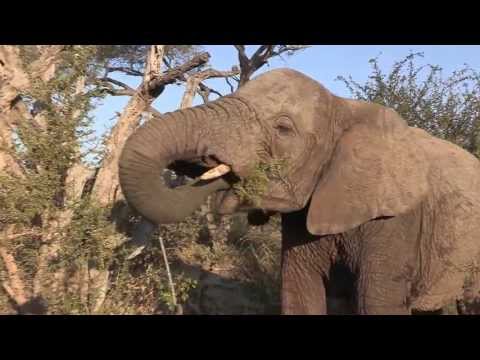 Sound of the African Bushveld, Elephants - AFRICAN WILDLIFE