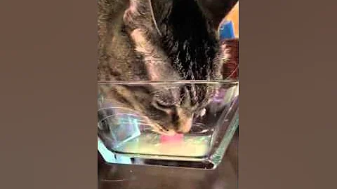 Tuna Juice Slo Mo