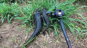 Câu cá lóc | dụ hồi cũng táp thôi | rong chơi miền tây | 4k #fishing #lurecaloc #sonrau