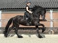 Friesian stallion baroque friesian dressage horse