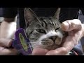 猫のムダ毛をごっそり取っちゃおう！ファーミネーター使ってみた感想☆猫グッズ☆冬毛からの抜け変わりの時期に☆【リキちゃんねる　猫動画】Cat videos キジトラ猫との暮らし