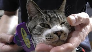 猫のムダ毛をごっそり取っちゃおう！ファーミネーター使ってみた感想☆猫グッズ☆冬毛からの抜け変わりの時期に☆【リキちゃんねる　猫動画】Cat videos キジトラ猫との暮らし