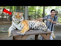 Encounter with Big &amp; Powerful Tiger- शेर से दोस्ती करना पड़ा भारी 😱 | Khrrrrrrrr...