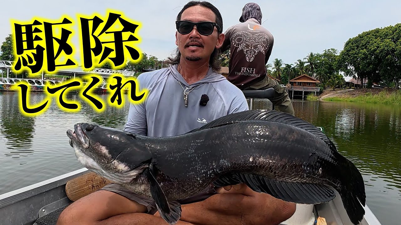 ジャイアントスネークヘッドの駆除を依頼されました。リリース禁止のプライベートポンドで大量繁殖したチャドーを狙う2泊3日のタイランド釣り遠征