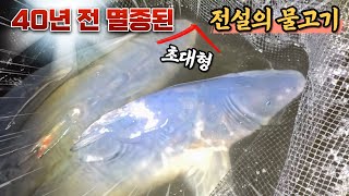 초대박) 40년전 한국에서 멸종되었던 초대형 민물고기 다시 복원되었습니다!!