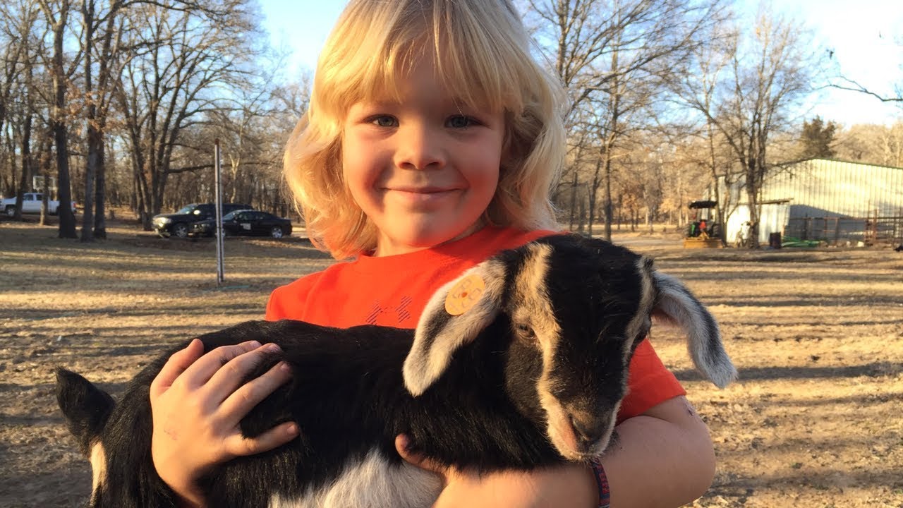 baby goats gif Meet Skip the Goat **PLUS Bonus Footage From Copperhead Kiko Farms**