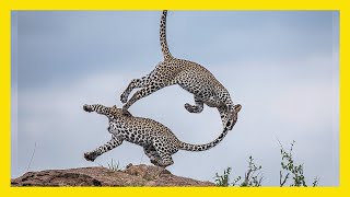 Winners of National Wildlife Photo Contest 2020