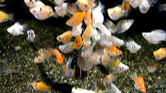 熱帯魚 バルーンモーリーお気に入り Youtube