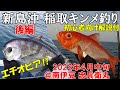 【初心者向け解説付】稲取キンメ釣り！新島沖のキンメダイ釣り、ゲストのエチオピア！2022年4月中旬 @伊豆 忠兵衛丸 後編