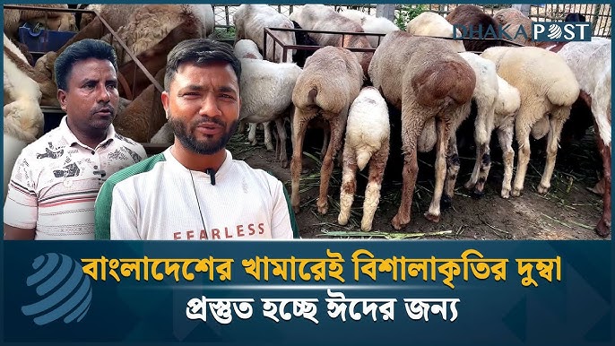 Anal jinsiy kabuslar Koylaklar va külotlarsiz paypoq kiygan ayollar