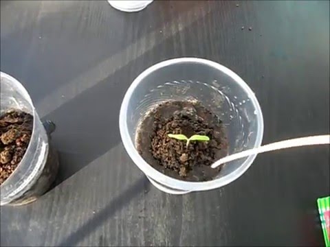 Как рассадить рассаду