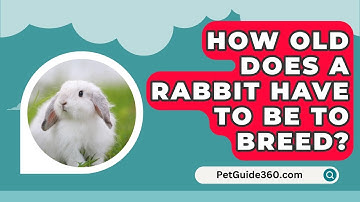 How Old Does A Rabbit Have To Be To Breed? - PetGuide360.com