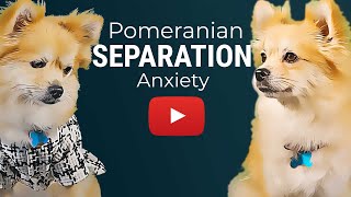 Do Pomeranians Have Separation Anxiety? 4 Things To Know