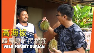 高海拔区的霹雳原住民大芭榴莲我年年都会来!| Malaysia Perak Wild Forest Durian