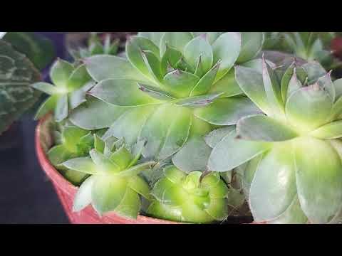 Video: Echeveria: îngrijire la domiciliu și reproducere, foto