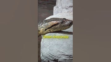 Amazon river & other information for UPSC PRELIMS & PSC through Maps by Sudarshan Gurjar #upsc