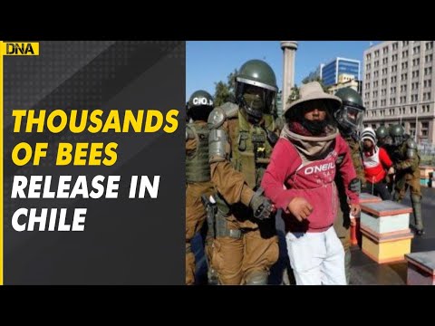 Chilean beekeepers protest with thousands of bees, say there would be no life if bees die