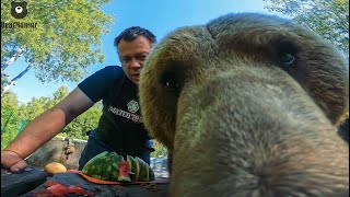 картинка: А что это вы тут делаете?🐻👀