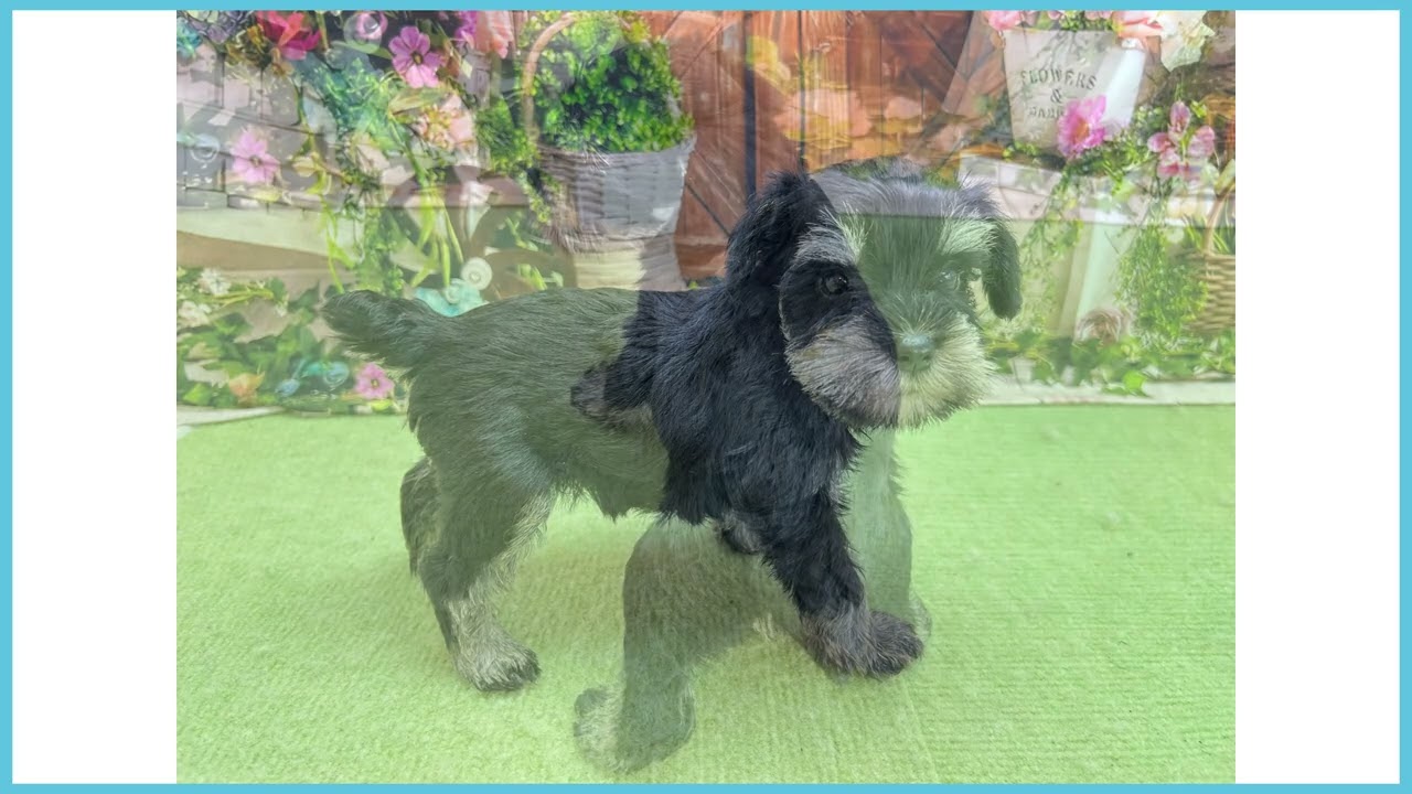 761164 M・シュナウザー - YouTube