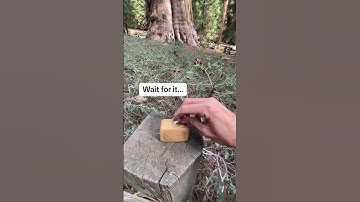 Thumbnail of let’s listen to tree music with the world’s largest tree in Sequoia National Park in California