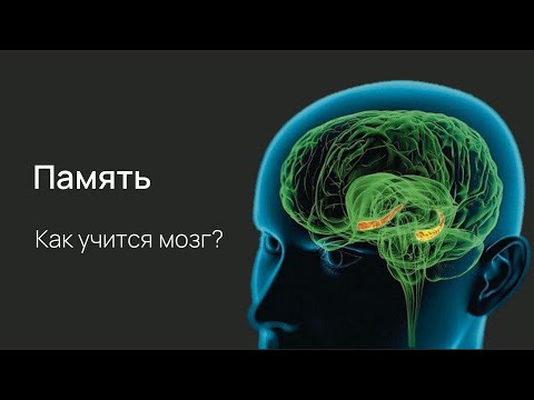 видео: Нейробиология поведения. Гиппокамп