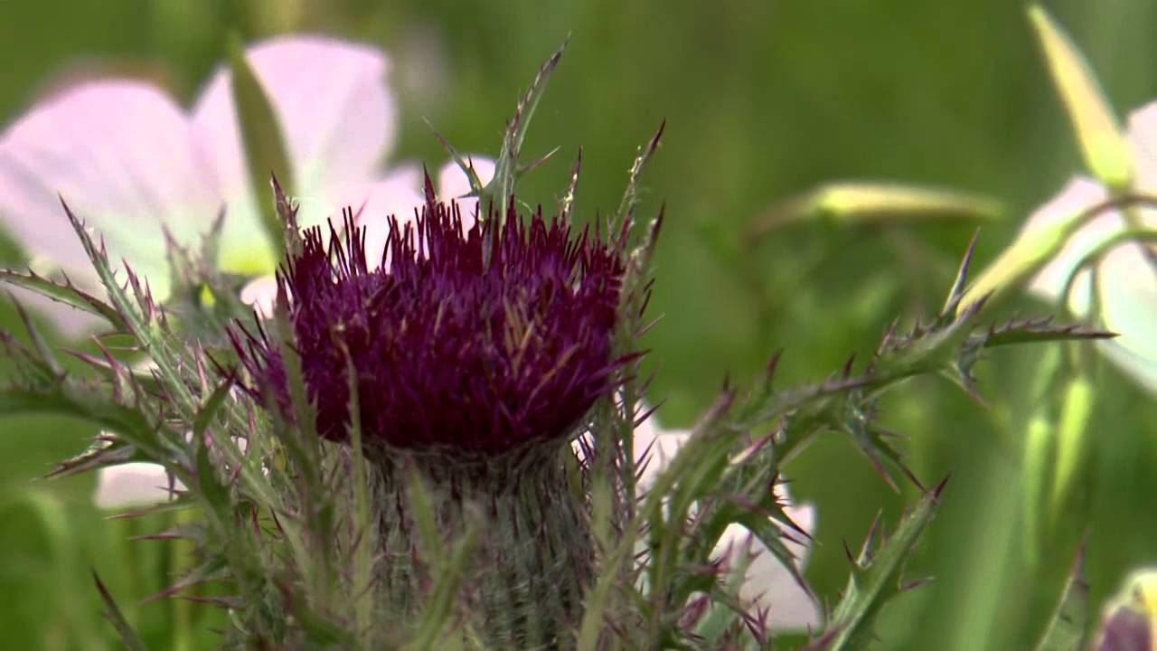 Ditch Flowers Southern Gardening TV June 1, 2014 YouTube