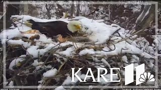 Eagle chick found dead after EagleCam nest falls