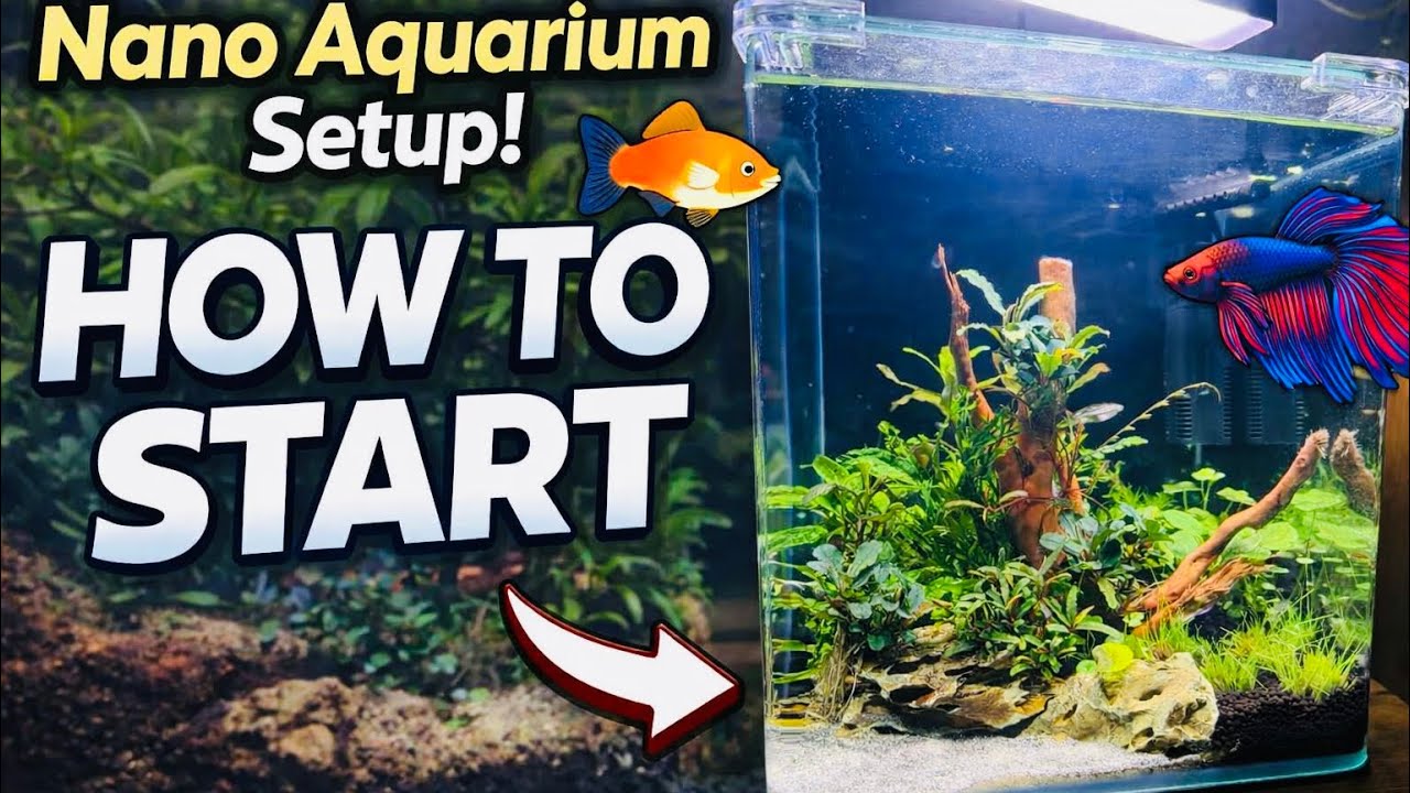 Betta aquarium step by step. 