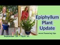 Epiphyllum spp plant update tips for increased flowering