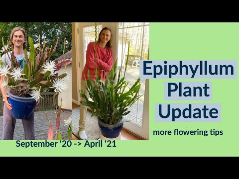Epiphyllum Spp Plant Update: Tips For Increased Flowering