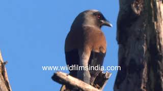 Himalayan Tree Pie is a fetching smart Corvid bird that loves foothills and middle Himalayan forests