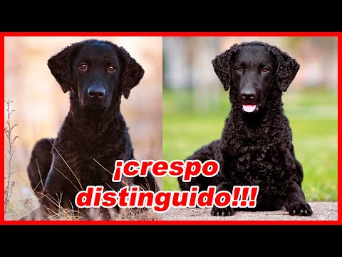 Video: Retriever de pelo rizado: foto y descripción