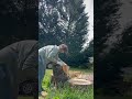 Hand milling a bent Grand Fir limb