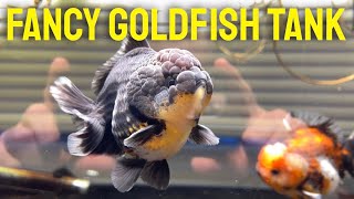 60 GALLON FANCY GOLDFISH TANK  An overview and guide of Yuan Bao goldfish tank