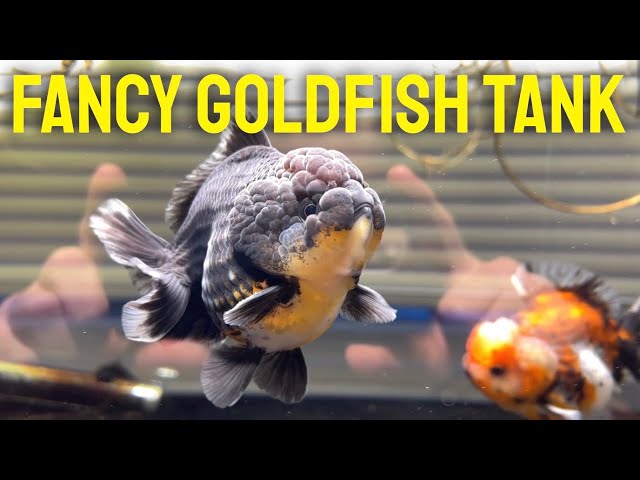 Ultimate Guide: Aquarium Fancy Goldfish Care 3 sddefault