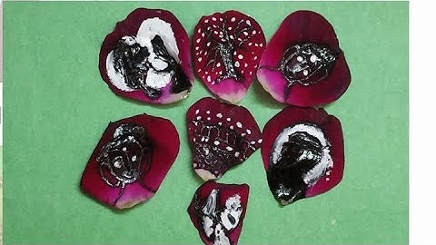 Rose petals craft by Harshita Sharma....... Craft no. 3