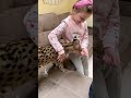 Нашли общий «язык»! Дружба маленькой девочки и африканской рыси сервал. Сервалы в Украине Royal Cats