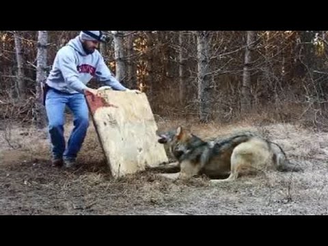 [ 野生動物 ] 罠にかかってしまったオオカミを開放する