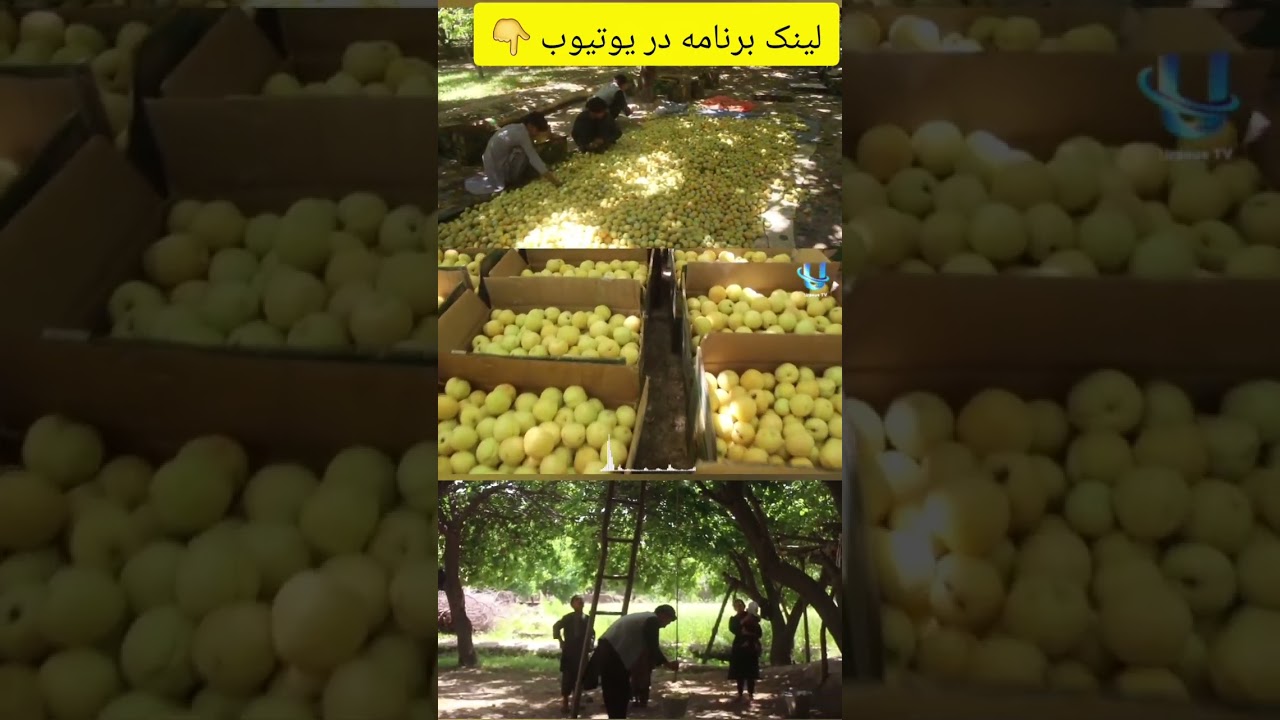 🍑 بزرگترین باغ زردآلو چهارمغزی امام‌صاحب کندز | طبیعت شگفت‌انگیز افغانستان 🌳🔥
بزرگترین باغ زردآلو چهارمغزی در ولسوالی امام‌صاحب کندز با درختان پربار و طبیعت دیدنی، یکی از زیباترین باغ‌های افغانستان است. این باغ بزرگ هر سال محصولات تازه و باکیفیت تولید می‌کند و زیبایی خاصی به طبیعت کندز می‌بخشد. 
اگر از دیدن این ویدیو لذت بردید، لطفاً ویدیو را لایک کنید 👍، چینل ما را سبسکرایب کنید 🔔 و نظریات خود را در کامنت‌ها بنویسید 👇🔥
#کندز #امام_صاحب #زردآلو #چهارمغز #باغداری #افغانستان #طبیعت #باغ #میوه #کشاورزی #روستا #زندگی_روستایی #زیبایی_طبیعت #ویدیو #ولاگ #محصولات_طبیعی #افغانستان_زیبا #لایک #کامنت #سبسکرایب #Kunduz #ImamSahib #Apricot #Walnut #Farming