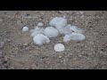 LARGE HAIL HITS SOUTHEAST KANSAS! - MORAN, KS - 05/04/2020