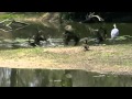 Crocodile snaps heron from the air