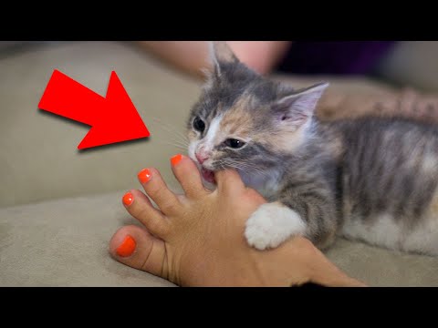 Video: Cum Să Supraviețuiești Morții Iubitei Tale Pisici