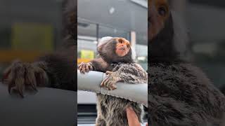 #monkey #exotic #adorably #cute #marmoset #animals #viral #babymonkey #babymonkey #pet #funny #kpop