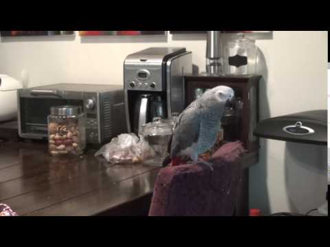 African grey parrot – Basil, come one African grey parrot – Basil, come one