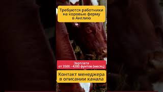 Работа на коровнике в Великобритании — стабильность и порядок