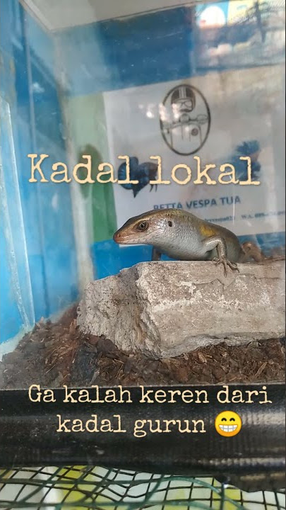Kadal kebun atau East Indian Brown Skink, Many-lined Sun Skink, atau Common Sun Skink