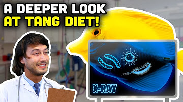 Tips and Tricks for Feeding Tangs! Understanding Your Tang