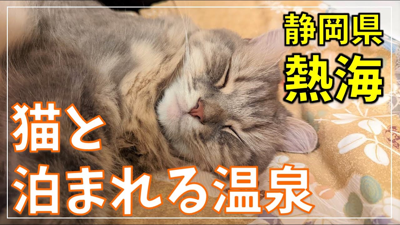 【猫と旅行】ペットと泊まれる宿、熱海渚館に宿泊！絶品グルメもご紹介！【6泊7日 本州遠征の旅 part10】