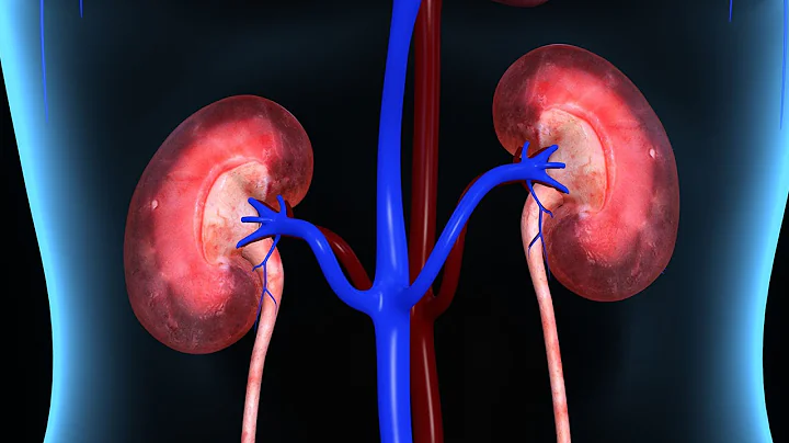 Human Physiology - Distal Convoluted Tubule and Collecting Duct: Tubular Secretion